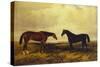 The Earl of Granards's Bright Bay Filly and Dark Bay Stallion Standing in an Extensive Landscape-William Luker-Stretched Canvas