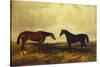 The Earl of Granards's Bright Bay Filly and Dark Bay Stallion Standing in an Extensive Landscape-William Luker-Stretched Canvas