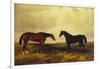 The Earl of Granards's Bright Bay Filly and Dark Bay Stallion Standing in an Extensive Landscape-William Luker-Framed Giclee Print