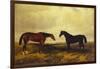 The Earl of Granards's Bright Bay Filly and Dark Bay Stallion Standing in an Extensive Landscape-William Luker-Framed Giclee Print