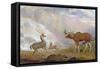 The Earl of Orford's Elk from Norway. Antelope from Africa and Stag from Prince's Island-George Garrard-Framed Stretched Canvas