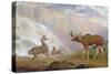 The Earl of Orford's Elk from Norway. Antelope from Africa and Stag from Prince's Island-George Garrard-Stretched Canvas