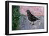 The Early Bird, 2008-Ruth Addinall-Framed Giclee Print