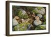 The Early Bird-Stephen Stavast-Framed Giclee Print