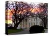 The Early Morning Sunrise Warms up the Winter Sky Behind the White House-null-Stretched Canvas