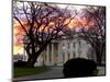 The Early Morning Sunrise Warms up the Winter Sky Behind the White House-null-Mounted Photographic Print