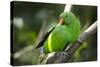 The Eclectus Parrot (Eclectus Roratus), Indonesia-null-Stretched Canvas