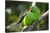 The Eclectus Parrot (Eclectus Roratus), Indonesia-null-Stretched Canvas