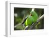 The Eclectus Parrot (Eclectus Roratus), Indonesia-null-Framed Photographic Print