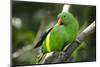 The Eclectus Parrot (Eclectus Roratus), Indonesia-null-Mounted Photographic Print