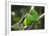 The Eclectus Parrot (Eclectus Roratus), Indonesia-null-Framed Photographic Print