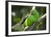 The Eclectus Parrot (Eclectus Roratus), Indonesia-null-Framed Photographic Print