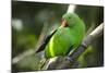 The Eclectus Parrot (Eclectus Roratus), Indonesia-null-Mounted Photographic Print