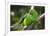 The Eclectus Parrot (Eclectus Roratus), Indonesia-null-Framed Photographic Print