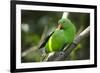 The Eclectus Parrot (Eclectus Roratus), Indonesia-null-Framed Photographic Print