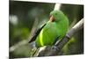 The Eclectus Parrot (Eclectus Roratus), Indonesia-null-Mounted Photographic Print