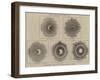 The Eclipse of the Sun-null-Framed Giclee Print