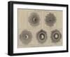 The Eclipse of the Sun-null-Framed Giclee Print