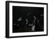 The Eddie Condon All Stars on Stage at Colston Hall, Bristol, 1957-Denis Williams-Framed Photographic Print