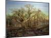 The Edge of Sherwood Forest, 1878-Andrew Maccallum-Mounted Giclee Print