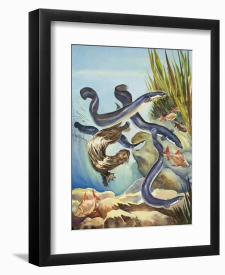 The Eel's Amazing Journey-G. W Backhouse-Framed Giclee Print