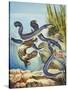 The Eel's Amazing Journey-G. W Backhouse-Stretched Canvas