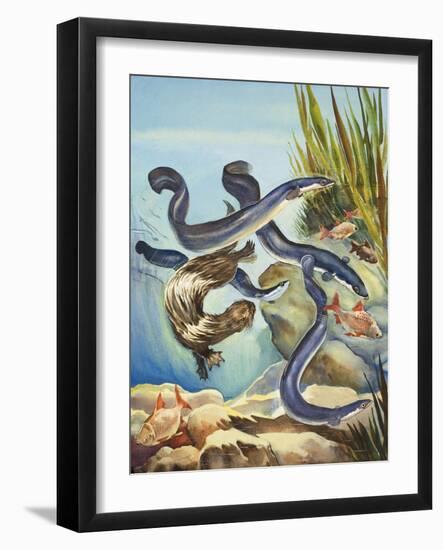 The Eel's Amazing Journey-G. W Backhouse-Framed Giclee Print