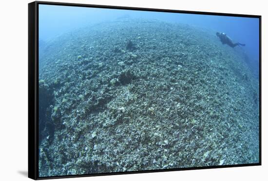 The Effects of Reef Bombing by Dynamite Fishermen, Komodo National Park, Indonesia-Stocktrek Images-Framed Stretched Canvas