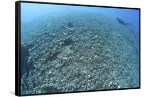 The Effects of Reef Bombing by Dynamite Fishermen, Komodo National Park, Indonesia-Stocktrek Images-Framed Stretched Canvas