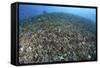 The Effects of Reef Bombing by Dynamite Fishermen, Komodo National Park, Indonesia-Stocktrek Images-Framed Stretched Canvas