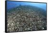 The Effects of Reef Bombing by Dynamite Fishermen, Komodo National Park, Indonesia-Stocktrek Images-Framed Stretched Canvas