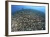 The Effects of Reef Bombing by Dynamite Fishermen, Komodo National Park, Indonesia-Stocktrek Images-Framed Photographic Print