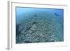 The Effects of Reef Bombing by Dynamite Fishermen, Komodo National Park, Indonesia-Stocktrek Images-Framed Photographic Print