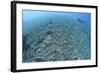 The Effects of Reef Bombing by Dynamite Fishermen, Komodo National Park, Indonesia-Stocktrek Images-Framed Photographic Print