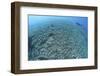 The Effects of Reef Bombing by Dynamite Fishermen, Komodo National Park, Indonesia-Stocktrek Images-Framed Photographic Print