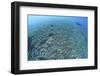 The Effects of Reef Bombing by Dynamite Fishermen, Komodo National Park, Indonesia-Stocktrek Images-Framed Photographic Print
