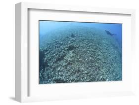 The Effects of Reef Bombing by Dynamite Fishermen, Komodo National Park, Indonesia-Stocktrek Images-Framed Photographic Print