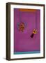 The Effortless Dance, 2007-Cristina Rodriguez-Framed Giclee Print