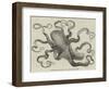 The Eight-Armed Cuttle-Fish in the Crystal Palace Aquarium-null-Framed Giclee Print