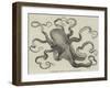 The Eight-Armed Cuttle-Fish in the Crystal Palace Aquarium-null-Framed Giclee Print