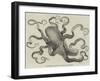 The Eight-Armed Cuttle-Fish in the Crystal Palace Aquarium-null-Framed Giclee Print