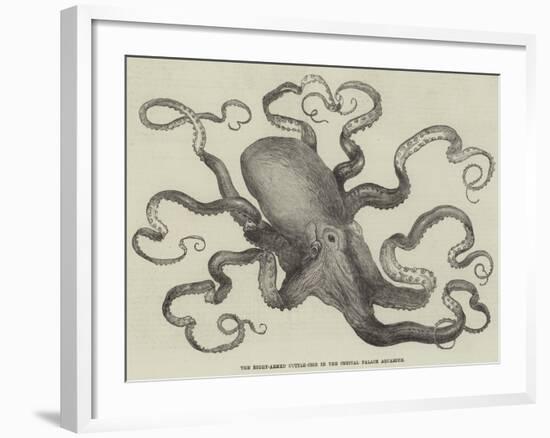 The Eight-Armed Cuttle-Fish in the Crystal Palace Aquarium-null-Framed Giclee Print