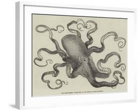 The Eight-Armed Cuttle-Fish in the Crystal Palace Aquarium-null-Framed Giclee Print