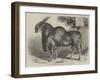 The Eland at the Smithfield Club Cattle Show-null-Framed Giclee Print