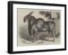 The Eland at the Smithfield Club Cattle Show-null-Framed Giclee Print