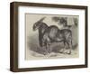 The Eland at the Smithfield Club Cattle Show-null-Framed Premium Giclee Print