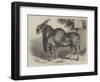 The Eland at the Smithfield Club Cattle Show-null-Framed Premium Giclee Print