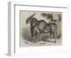 The Eland at the Smithfield Club Cattle Show-null-Framed Premium Giclee Print