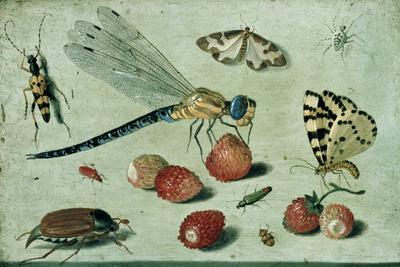 A Dragon-Fly, Two Moths, a Spider and Some Beetles, with Wild Strawberries, 17th Century