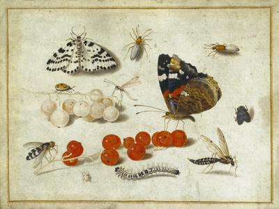 Butterfly, Caterpillar, Moth, Insects and Currants, c.1650-65